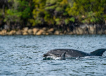 Dusky Sound Dolphin