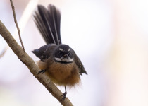 Fantail
