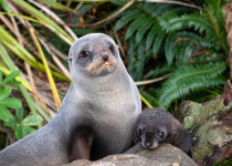 New Zealand Fur Seals