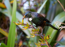 Queen Charlotte Sound