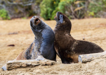 Stewart Island© T.Henderson
