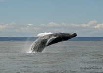 Humpback