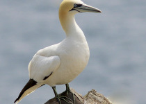 Northern Gannet