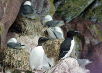Common Murre and Razorbill on ledge