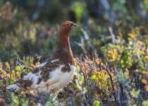 Willow ptarmigan