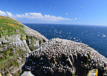 A full view of Big Rock at Cape St. Mary's Ecological Reserve where over ten thousand northern gannets nest among other sea birds along the coast of Newfoundland, Canada.