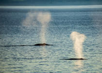 Humpback Whales