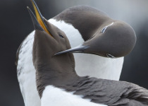 Murres