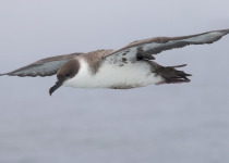 Great Shearwater © Jared Clarke