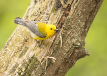 Prothonotary Warbler