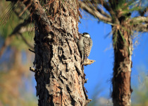 Red-cockaded Woodpecker