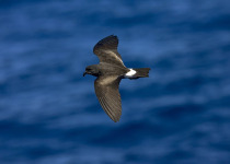 Band-rumped Storm Petrel