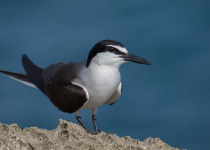 Bridled Tern