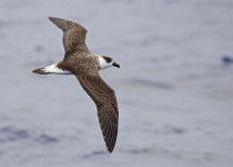 Black-capped Petrel