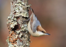 Brown-headed Nuthatch