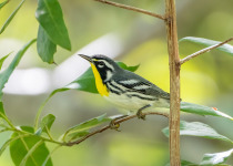 Yellow-throated Warbler