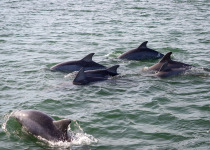 A pod of dolphins swimming near the shore at Cape Lookout, North Carolina