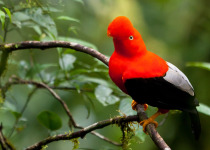 Andean Cock-of-the-Rock
