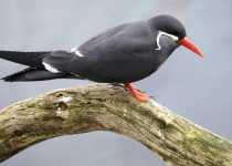 Inca Tern