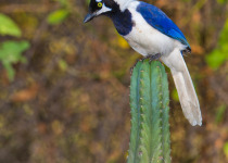 White-tailed Jay