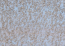 Semipalmated Sandpipers