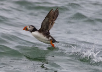 Atlantic Puffin