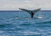 Humpback Whale Watching Brier Island Nova Scotia