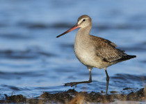 Hudsonian Godwit