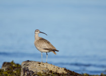 Whimbrel