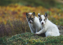 Arctic dogs