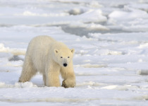 Polar bear walking on pack-ice