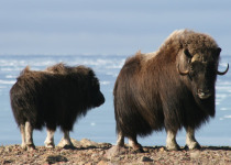 two Muskox