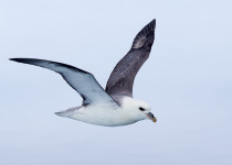 Northern Fulmar in flight