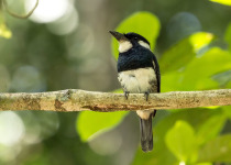 Black-breasted Puffbird