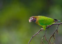 Brown-hooded Parrot
