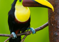 Chestnut-mandibled Toucan
