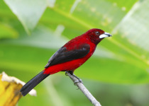 Crimson-backed Tanager
