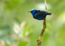 Red-legged Honeycreeper