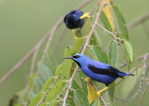 Shining Honeycreepers
