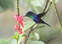 Violet-crowned Woodnymph