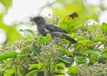 Sulpher-rumped Tanager
