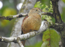 Barred Puffbird