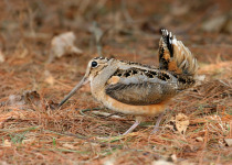 American Woodcock
