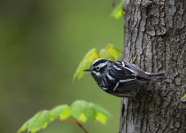 Black-and-white Warbler