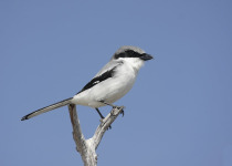 Loggerhead Shrike