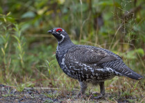 Spruce Grouse