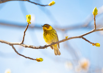 Cape May Warbler
