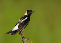 A male Bobolink (Dolichonyx oryzivorus) isolated on green background