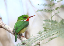 Puerto Rican Tody