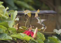 Puerto Rican Emerald
